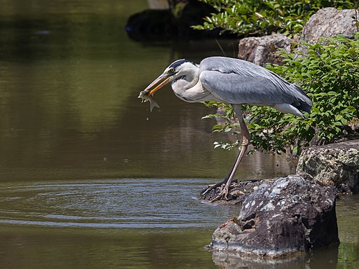 Ardea cinerea photo