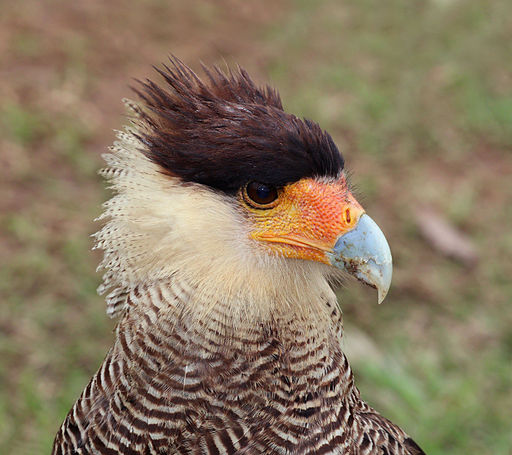 Caracara plancus