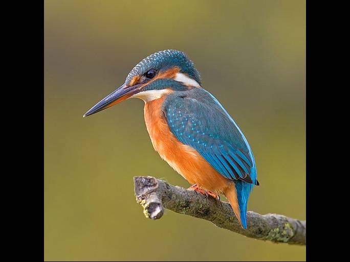 Alcedo atthis photo