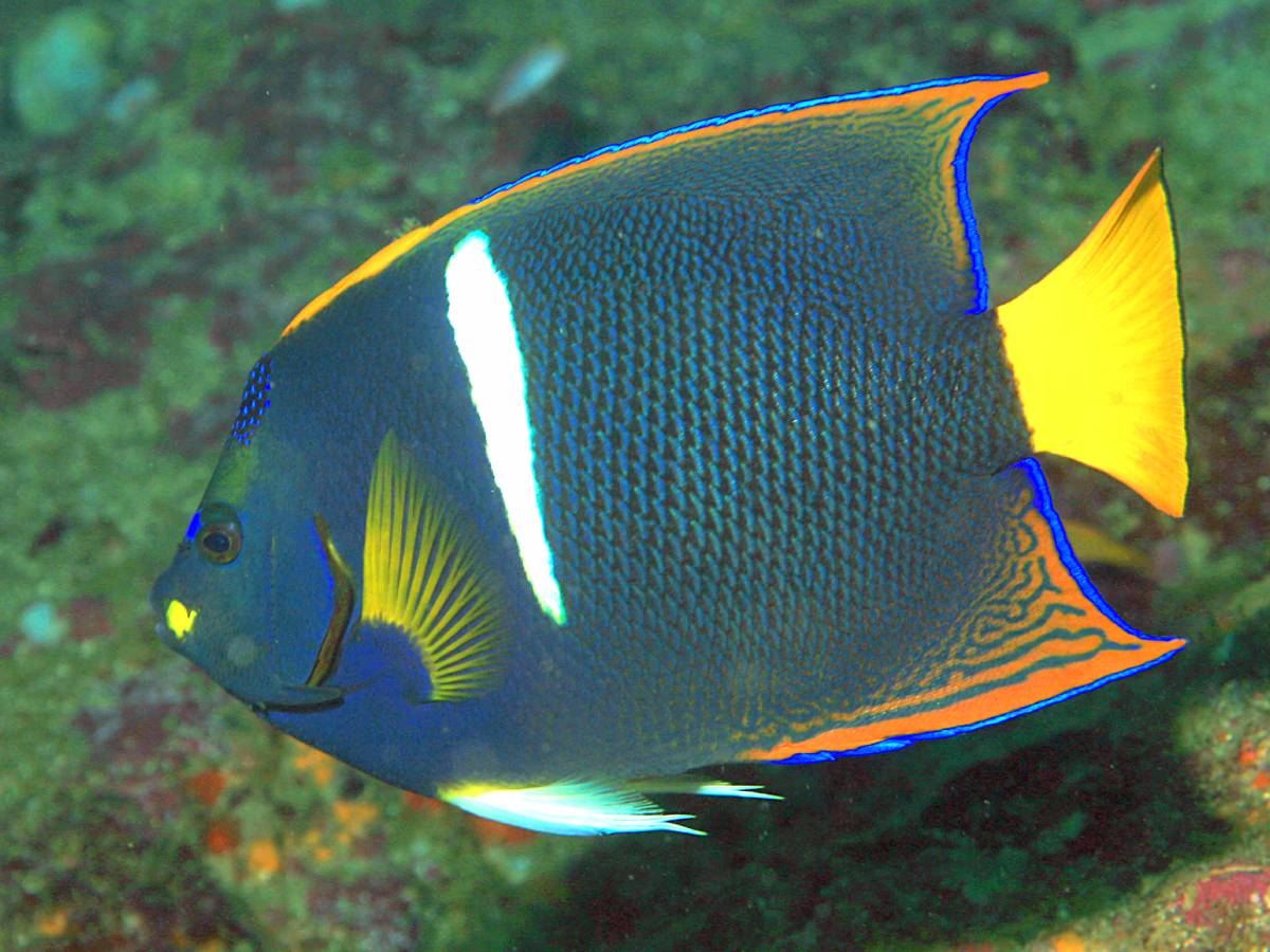 Holacanthus passer photo