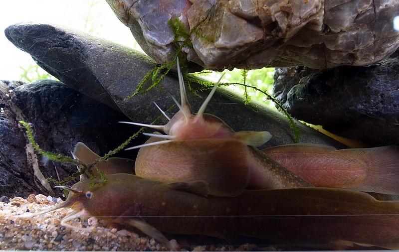 Liobagrus reinii photo