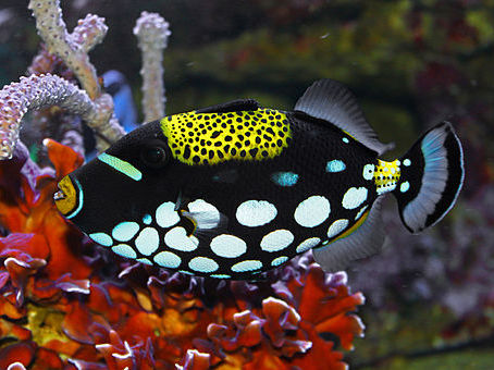 Balistoides conspicillum photo