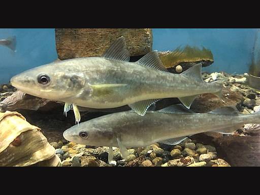 Eleginus gracilis photo