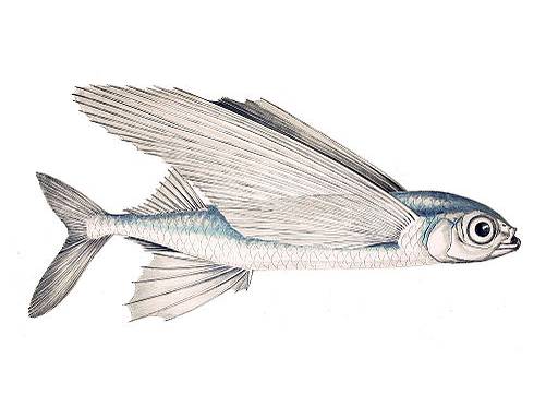 Exocoetus volitans photo
