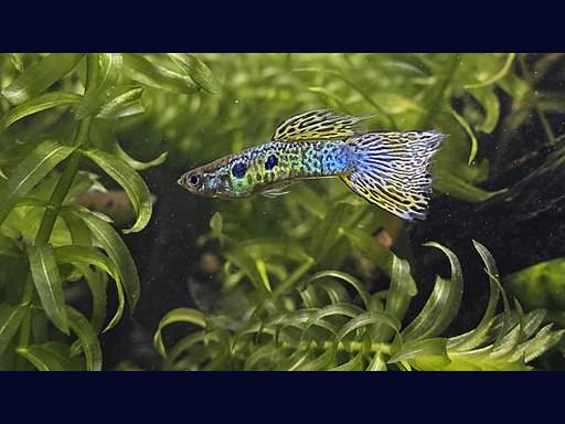 Poecilia reticulata photo