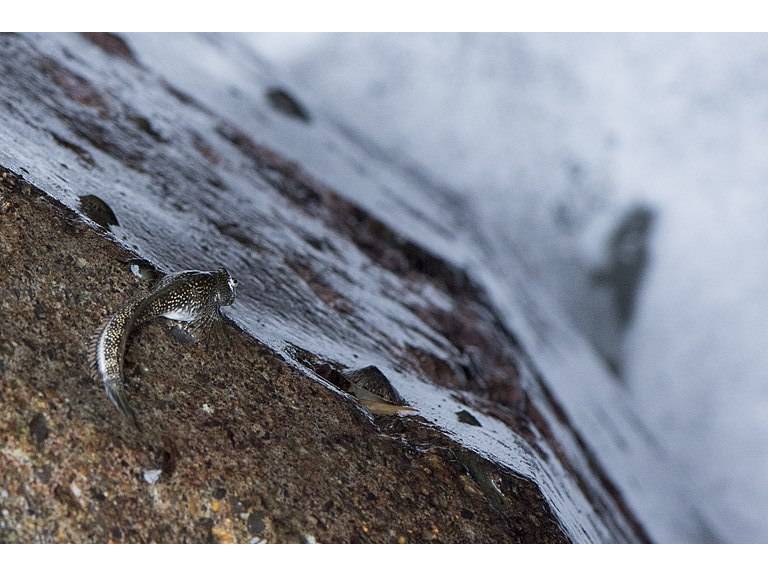 Andamia tetradactylus photo