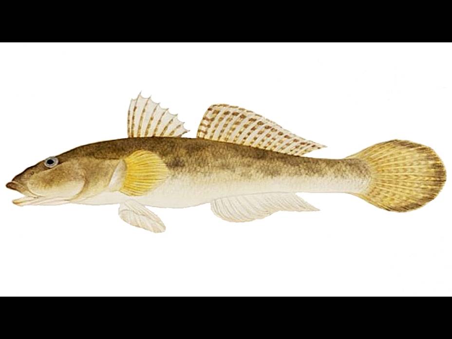 マハゼ Acanthogobius flavimanus | ガイアノート (世界の動物・生きもの大図鑑)