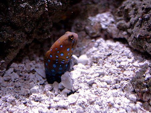 Opistognathus rosenblatti photo