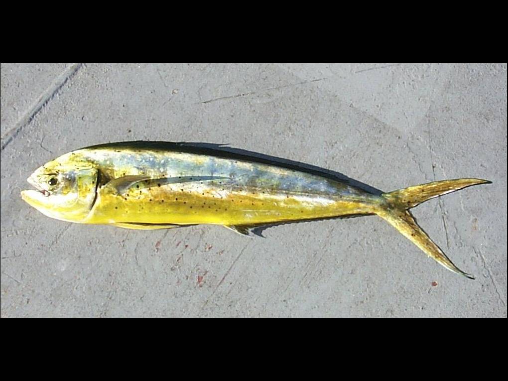 Coryphaena hippurus photo