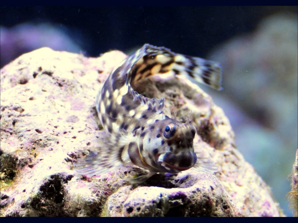 Salarias fasciatus photo