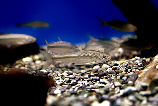 Gnathopogon caerulescens photo