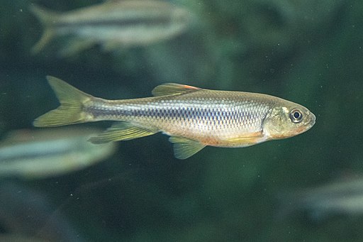 Gnathopogon elongatus photo