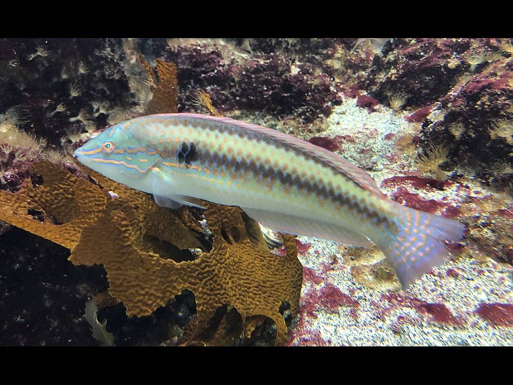 Halichoeres poecilopterus photo