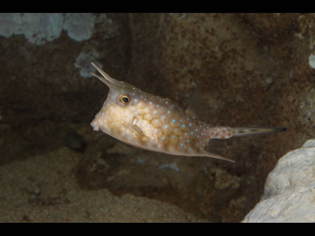 Lactoria cornuta photo