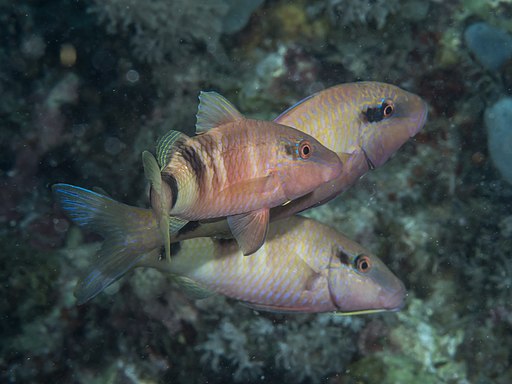 Parupeneus multifasciatus photo
