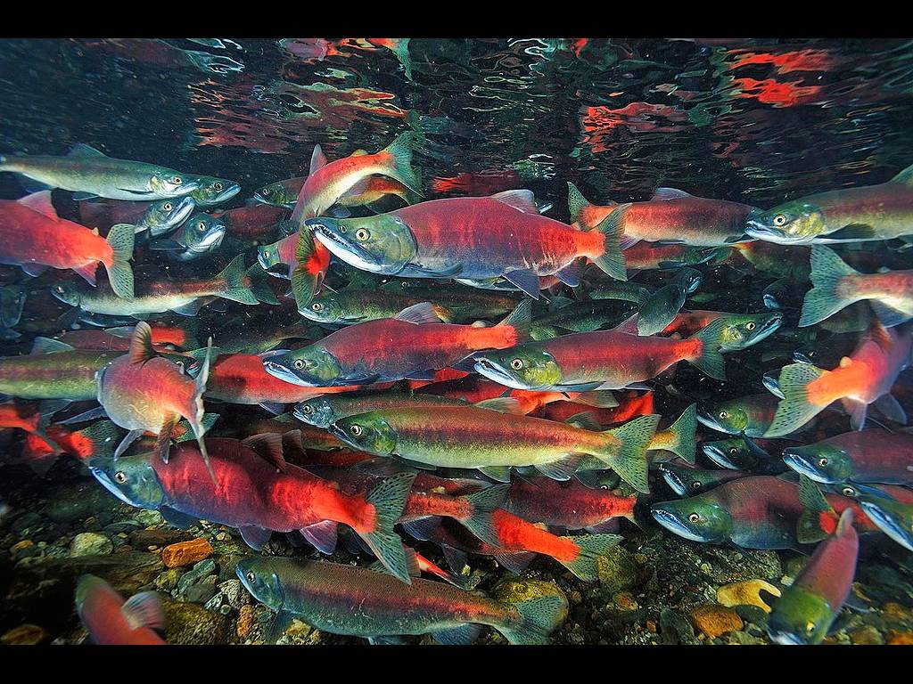 ベニザケ Oncorhynchus nerka | ガイアノート (世界の動物・生きもの大図鑑)
