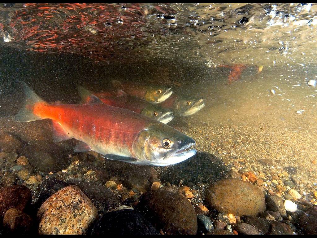 ベニザケ Oncorhynchus nerka | ガイアノート (世界の動物・生きもの大図鑑)