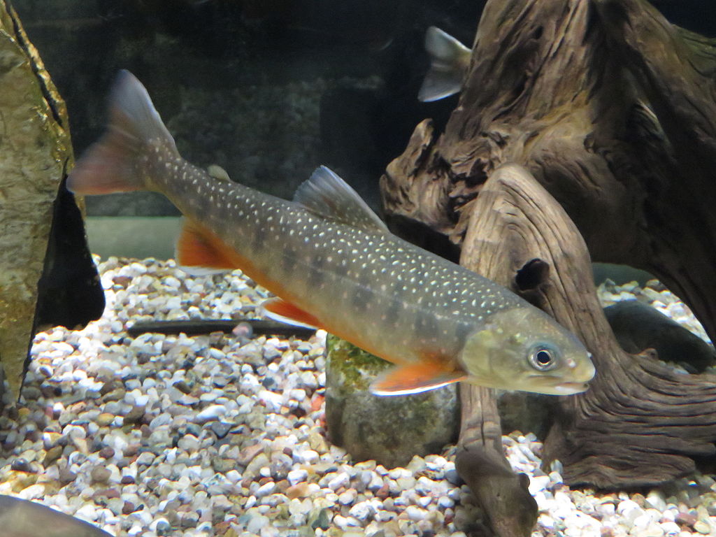 Salvelinus alpinus photo
