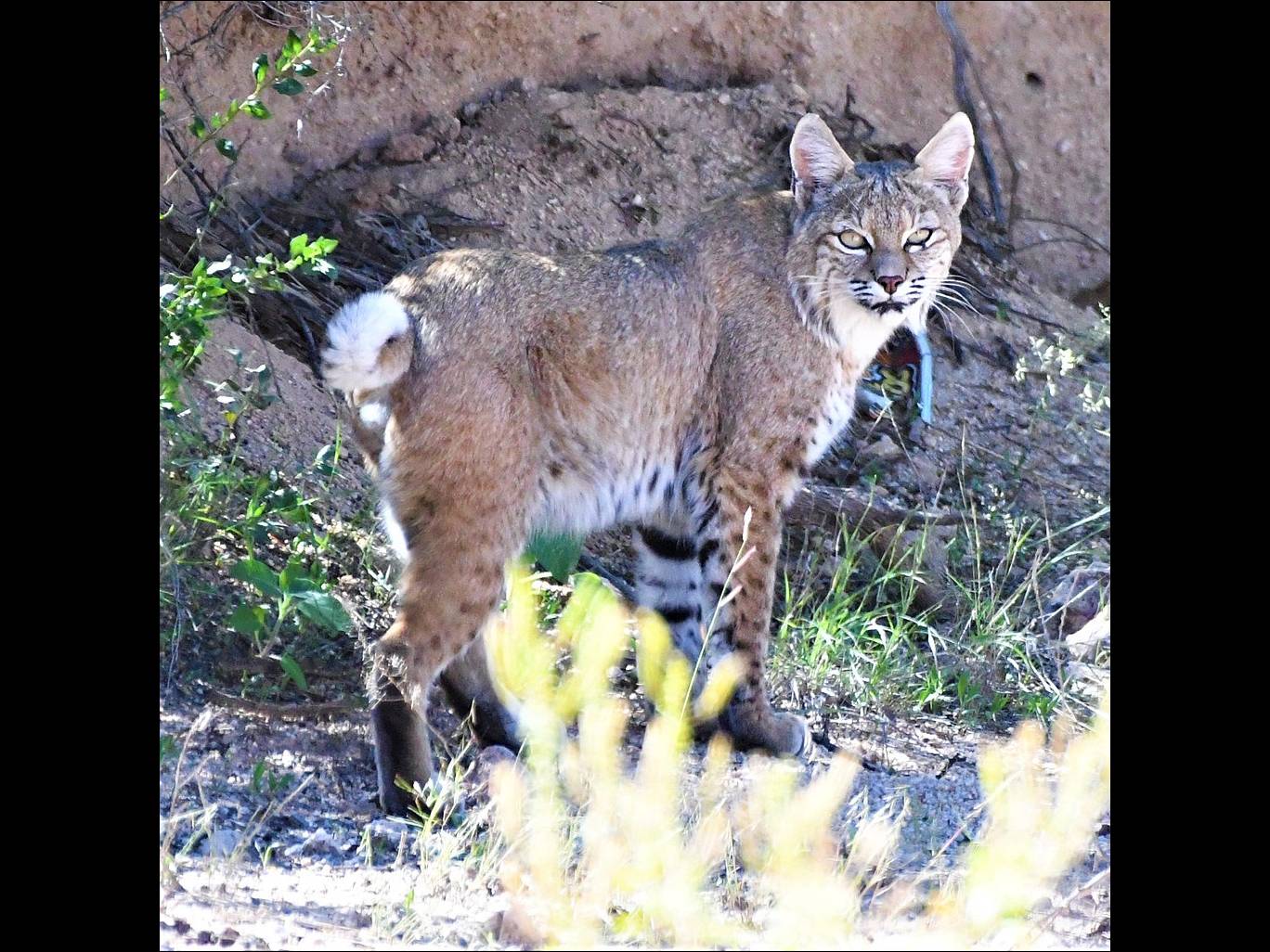 Lynx rufus photo