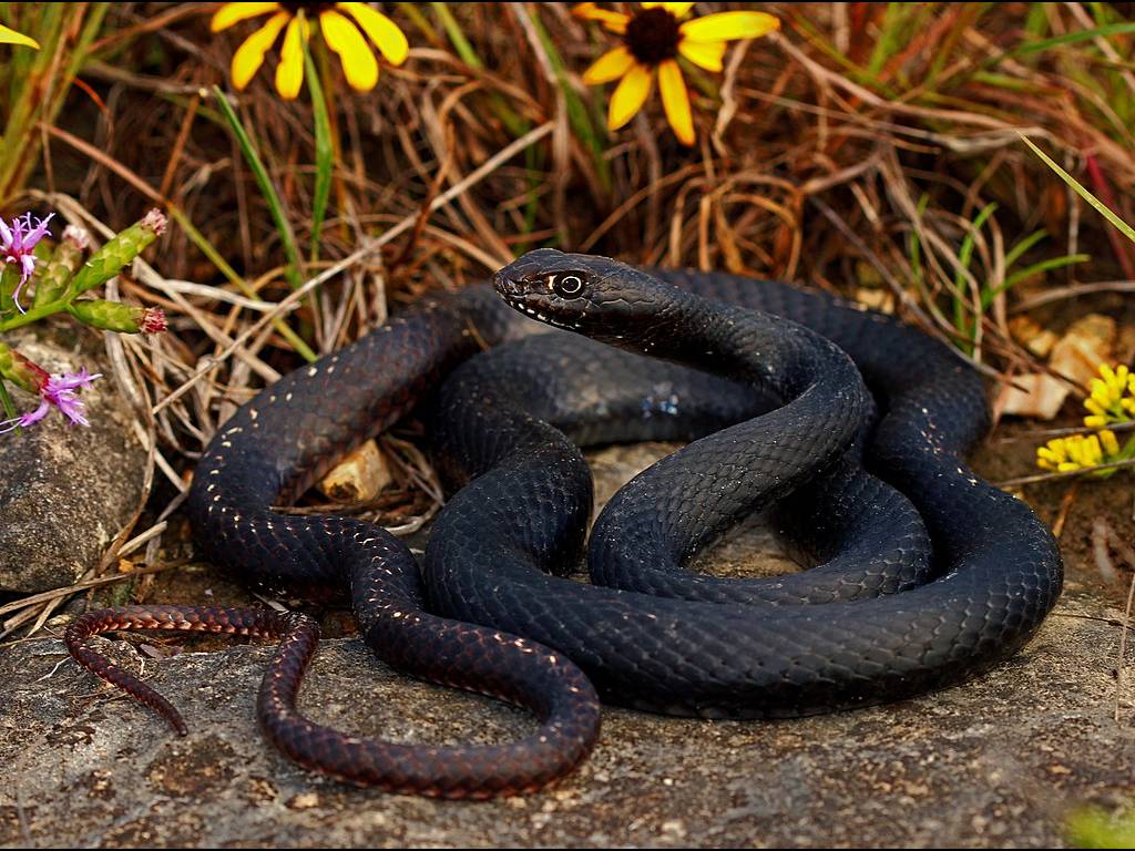 Masticophis flagellum photo