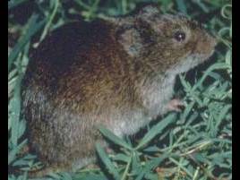 Microtus pennsylvanicus photo
