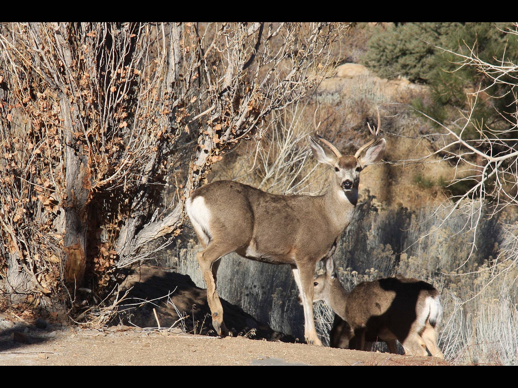 ミュールジカ Odocoileus Hemionus ガイアノート 世界の動物 生きもの大図鑑