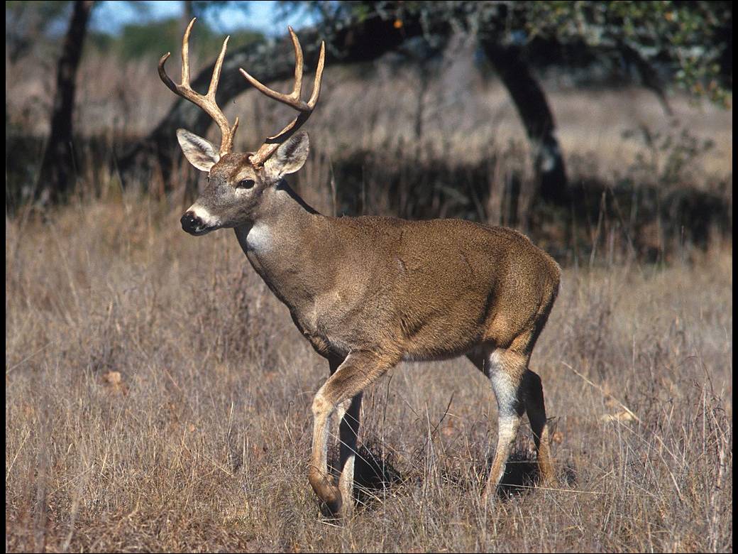 Odocoileus virginianus photo