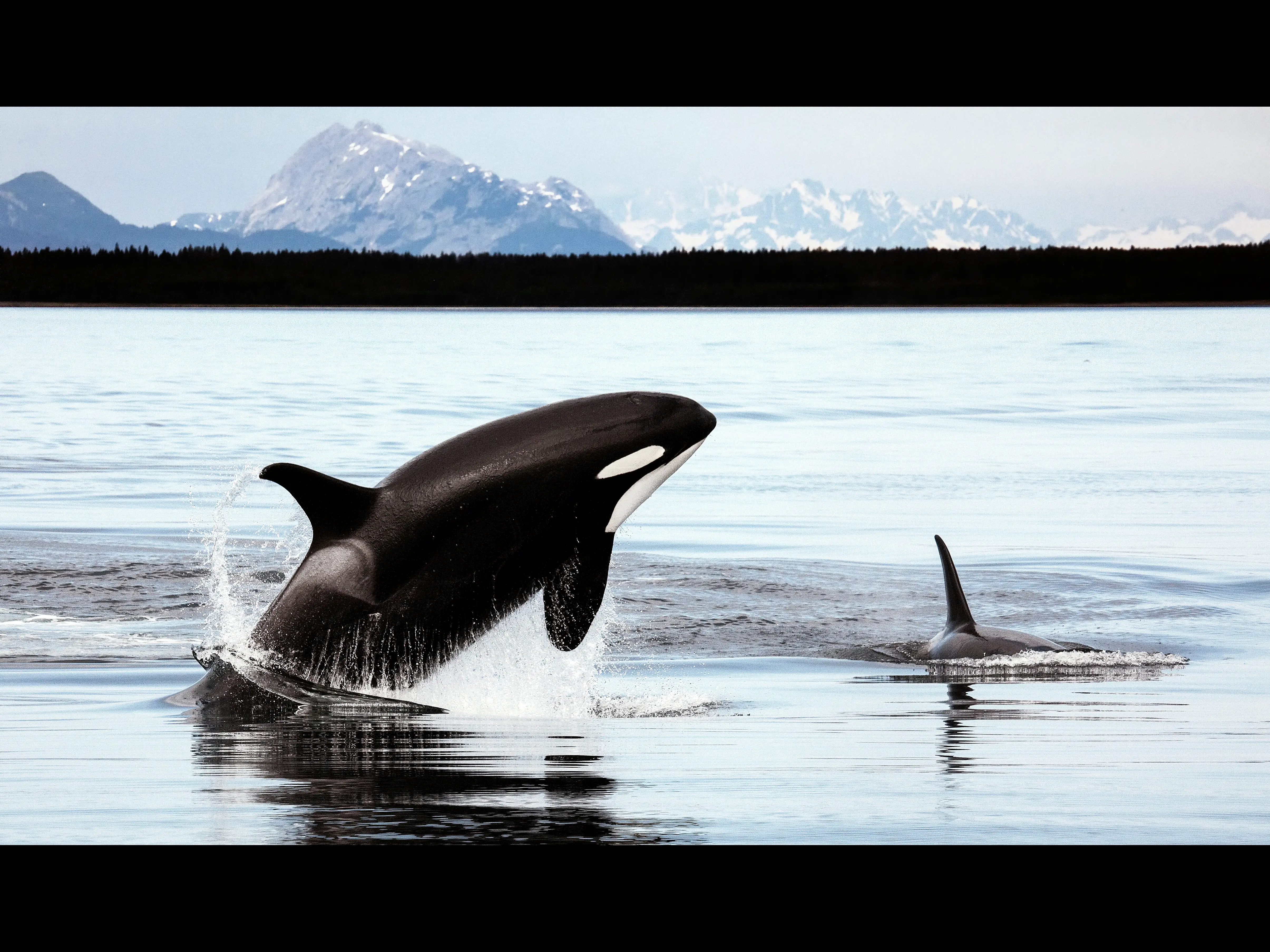 シャチ Orcinus Orca ガイアノート 世界の動物 生きもの大図鑑