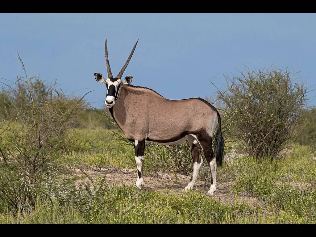 Oryx gazella photo