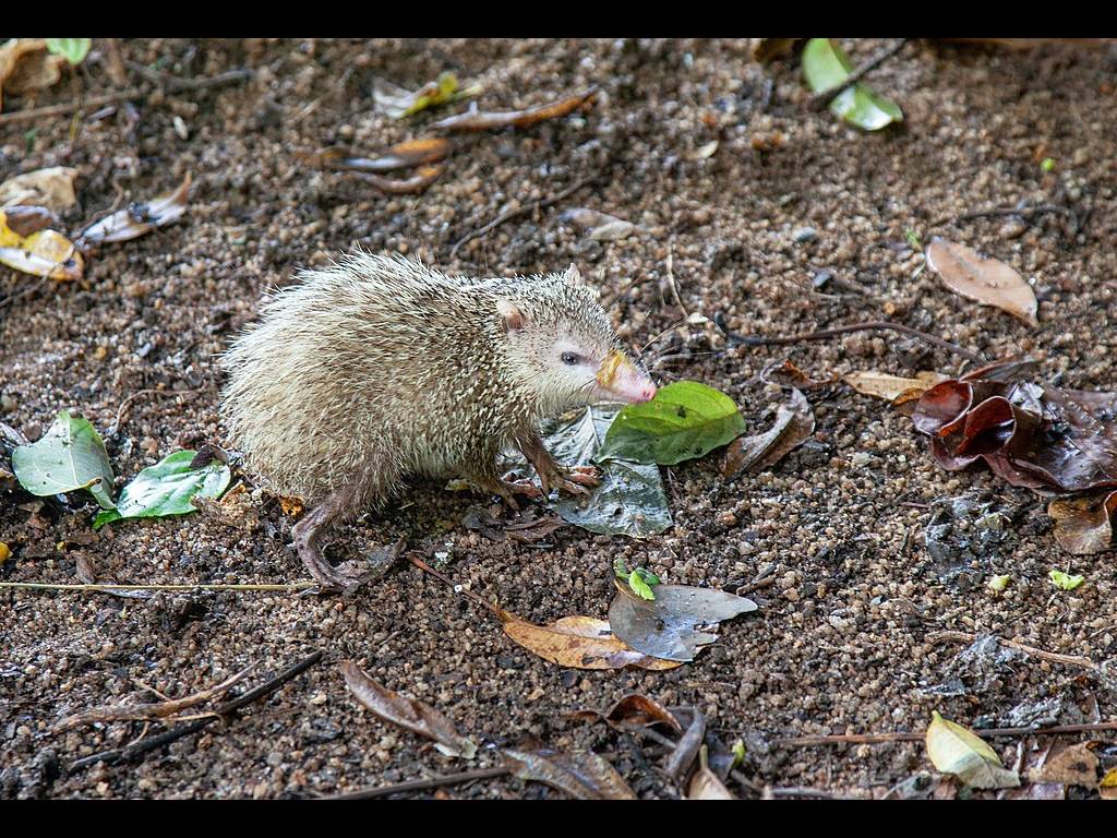 Tenrec ecaudatus photo