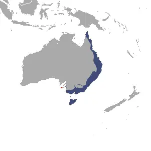Pseudocheirus peregrinus photo
