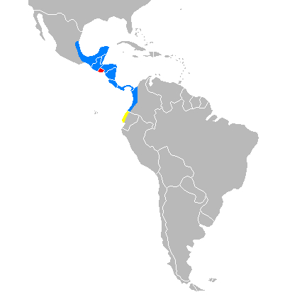 Tapirus bairdii photo