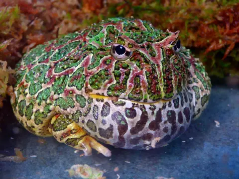 Ceratophrys ornata photo