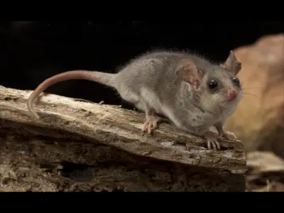 Cercartetus nanus photo