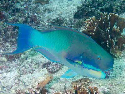 Chlorurus microrhinos photo
