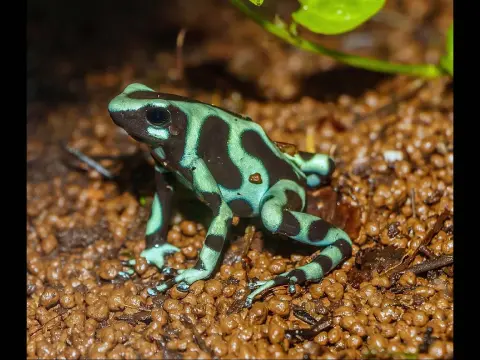 Dendrobates auratus photo