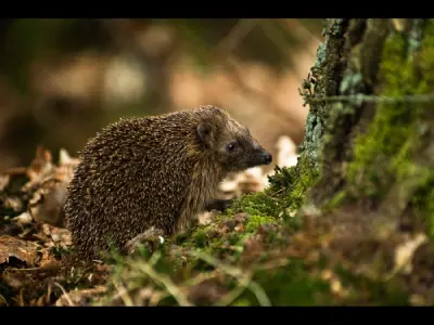 Erinaceus europaeus photo