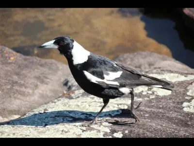 Gymnorhina tibicen photo