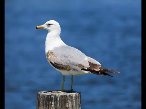 Larus californicus photo