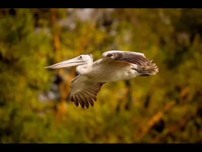 Pelecanus philippensis photo