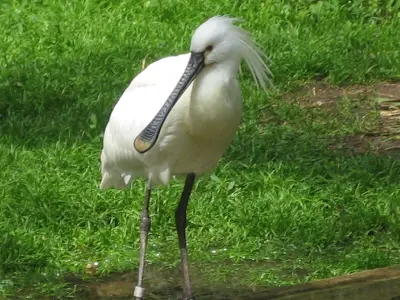 Platalea leucorodia photo