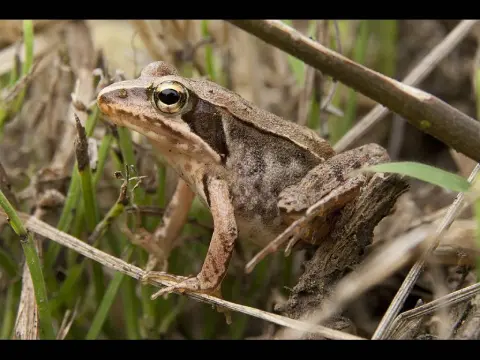 Rana japonica photo