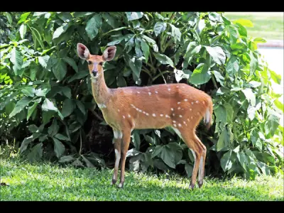 Tragelaphus sylvaticus photo