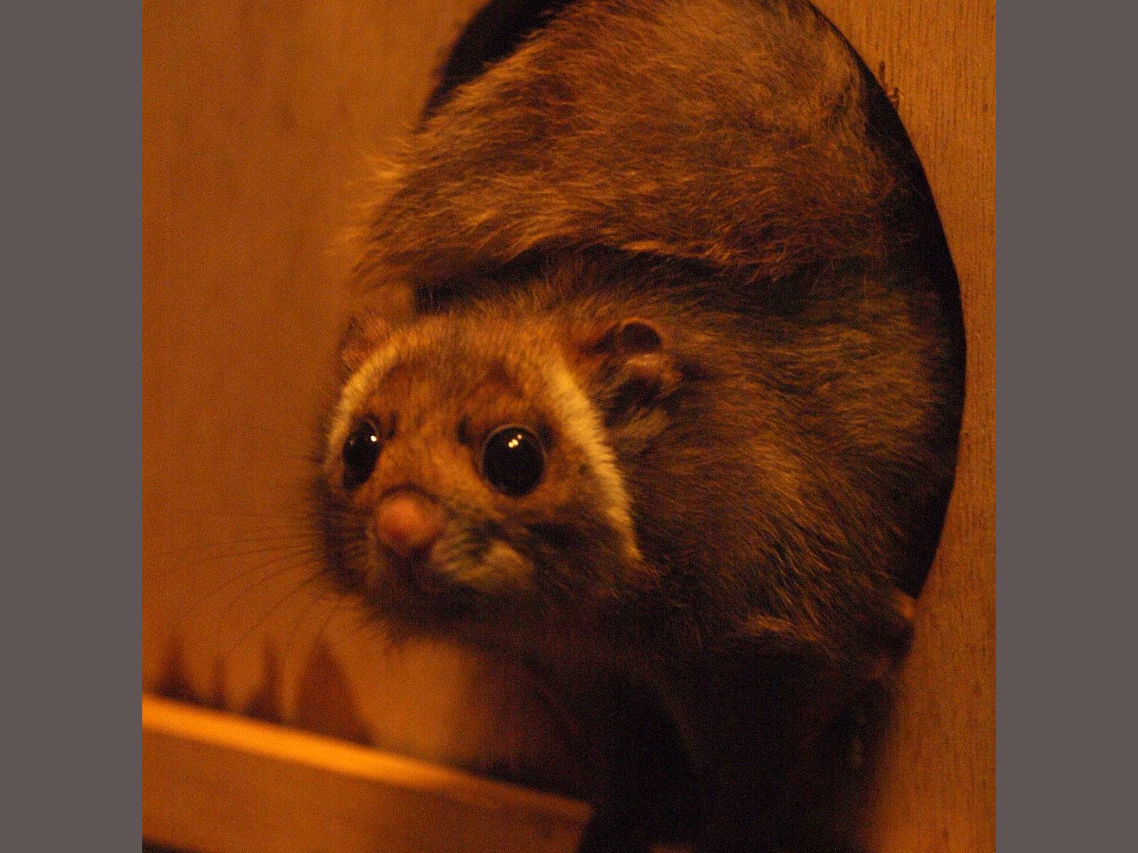 Petaurista leucogenys photo