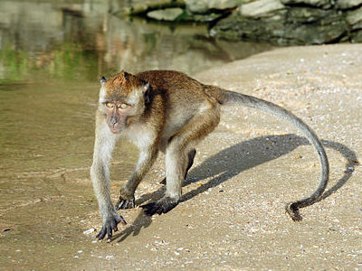 Macaca fascicularis photo