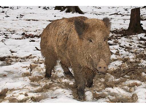 Sus scrofa photo