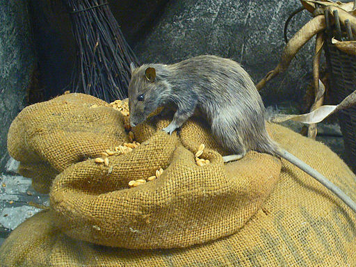 Rattus rattus photo