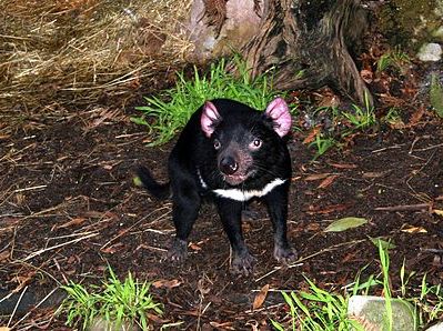 Sarcophilus harrisii photo