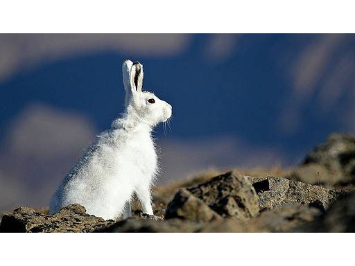 Lepus arcticus photo