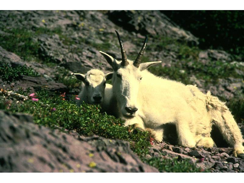 Oreamnos americanus photo